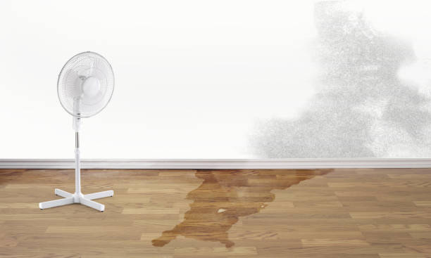 Best Professional water damage repair  in Cold Spring, MN